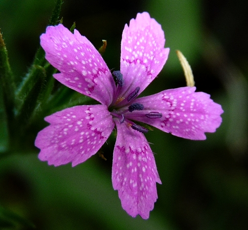 {Dianthus armeria}